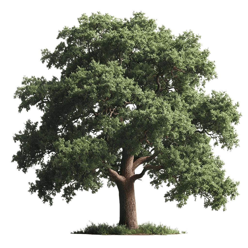 Árbol bonsái del vivero