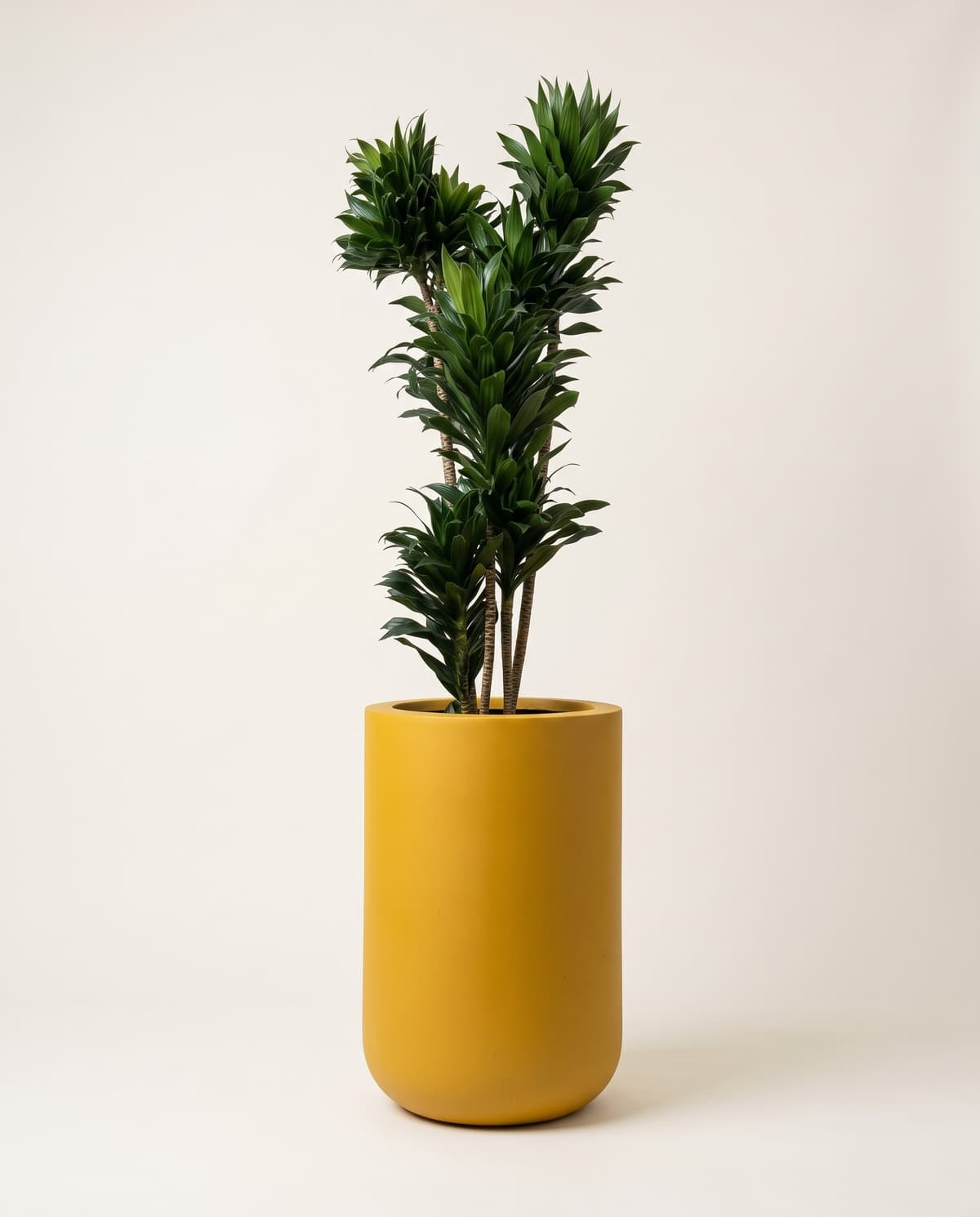 Dracena compacta en bala alta mostaza