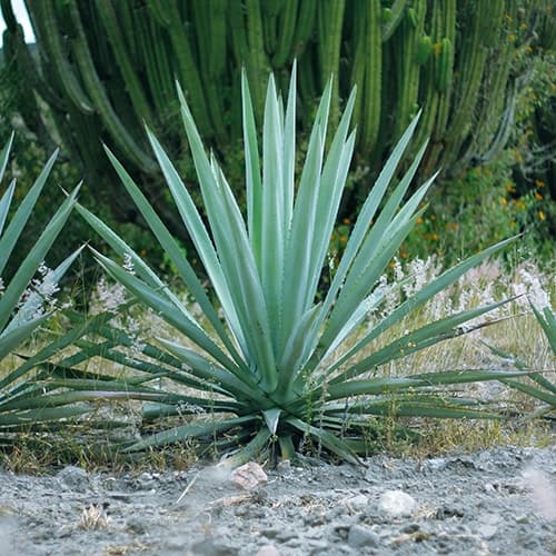 img-3