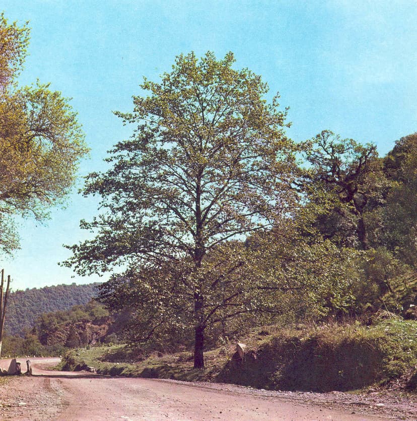 img-1