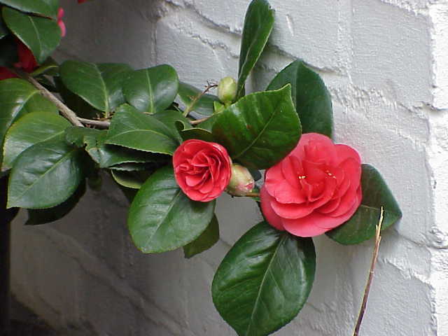 img-1