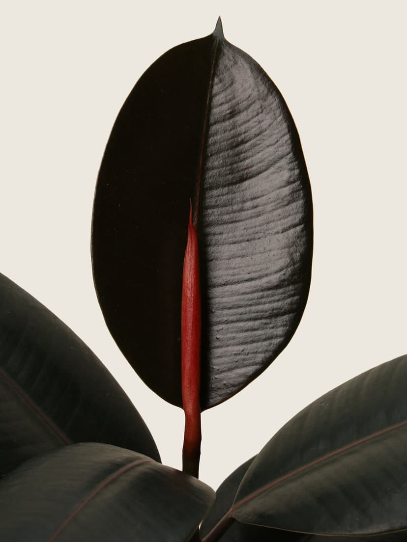 img-2