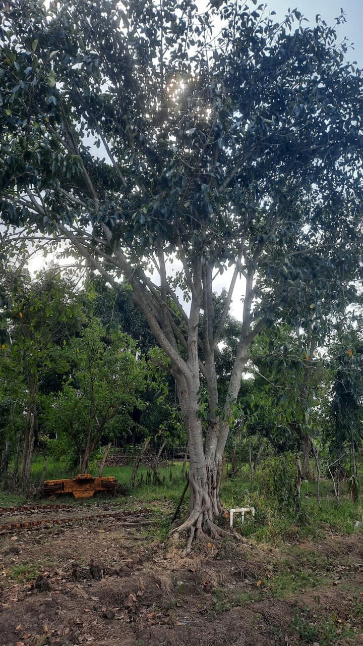 img-1