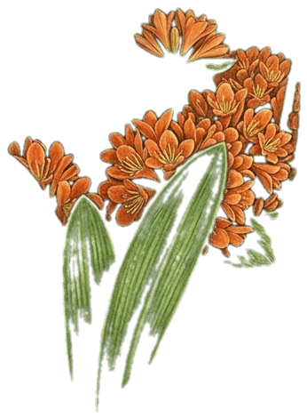 Clivia de flores naranjas