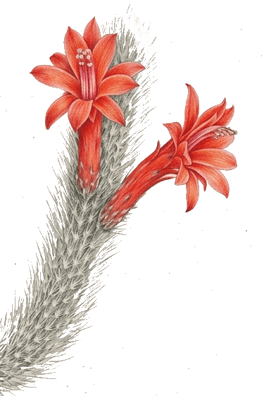 Cactus cola de mono con flores rojas