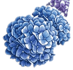 Hortensia azul